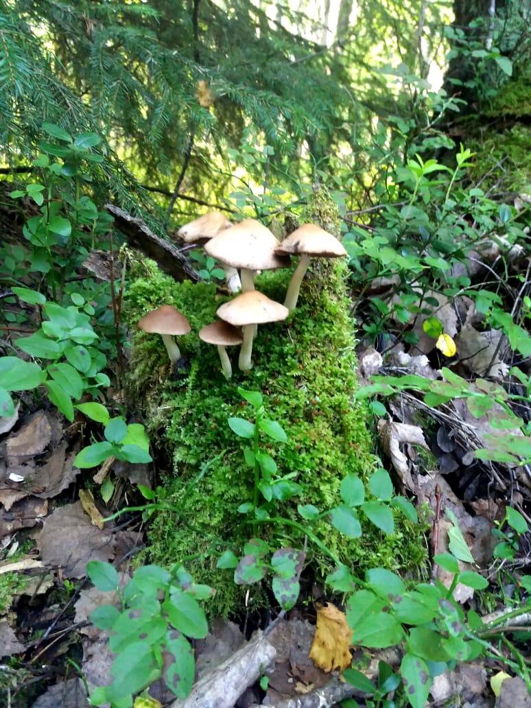 Не знаю что за грибочки, но симпатичные.