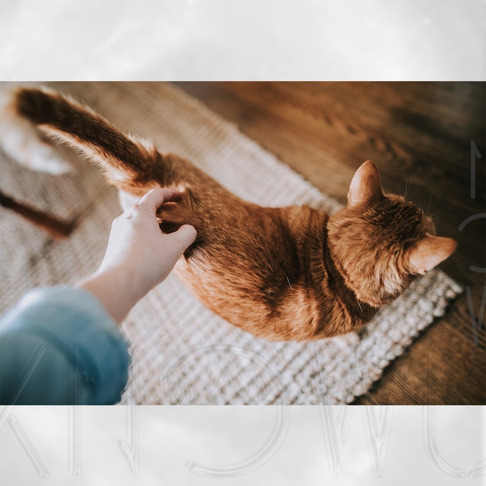 Домашние животные, коты, интересные факты