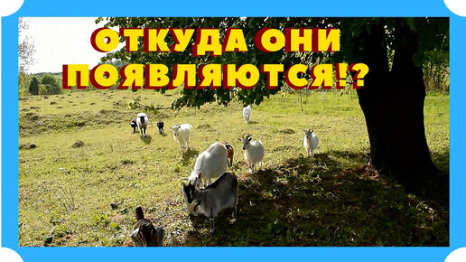 Откуда они постоянно берутся?! Снова пополнение