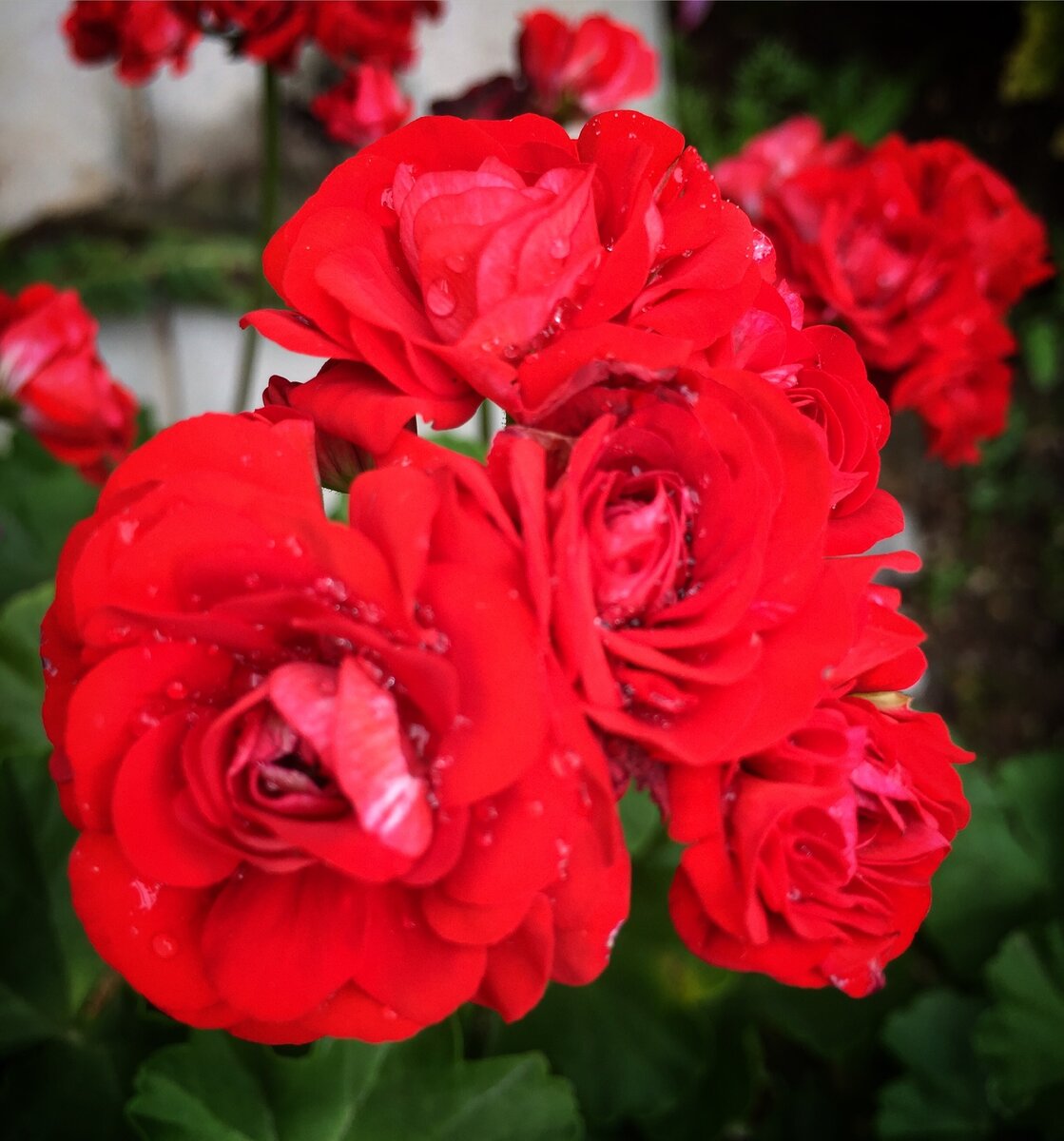 Цветение розебудной пеларгонии Johanna fr Sattraby