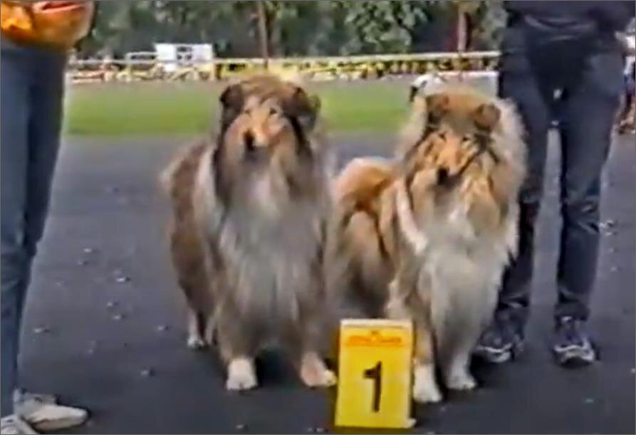 фото автора, порода колли, выставка собак 1994 год.