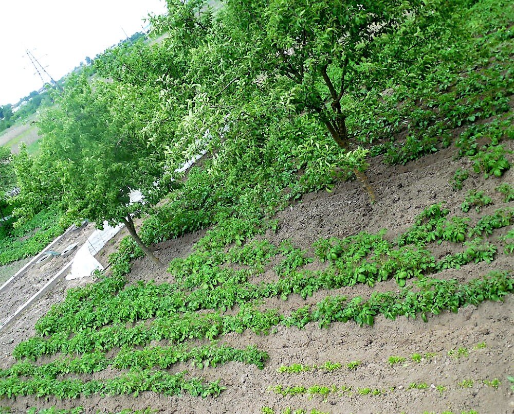 Скоро будет новая весна, личный архив