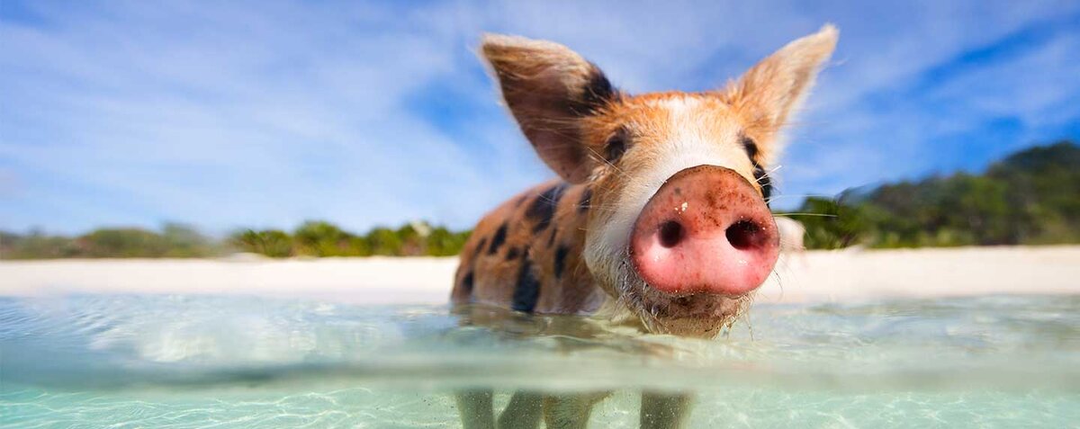 счастливый хрюк для небольшой передышки)