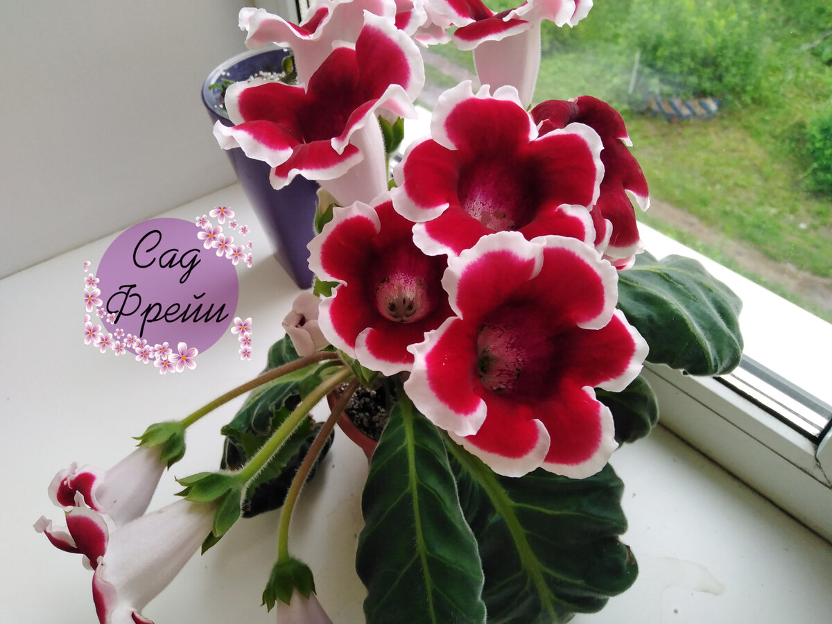 Глоксиния `Kaiser Friedrich` в летнем парадном одеянии ...