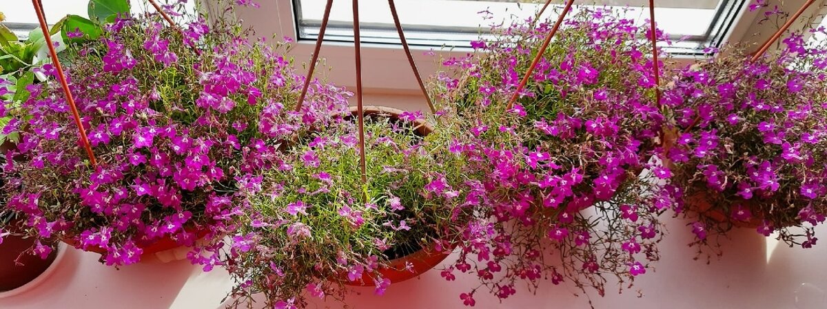 лобелии, хозяйка Смышляева Т.