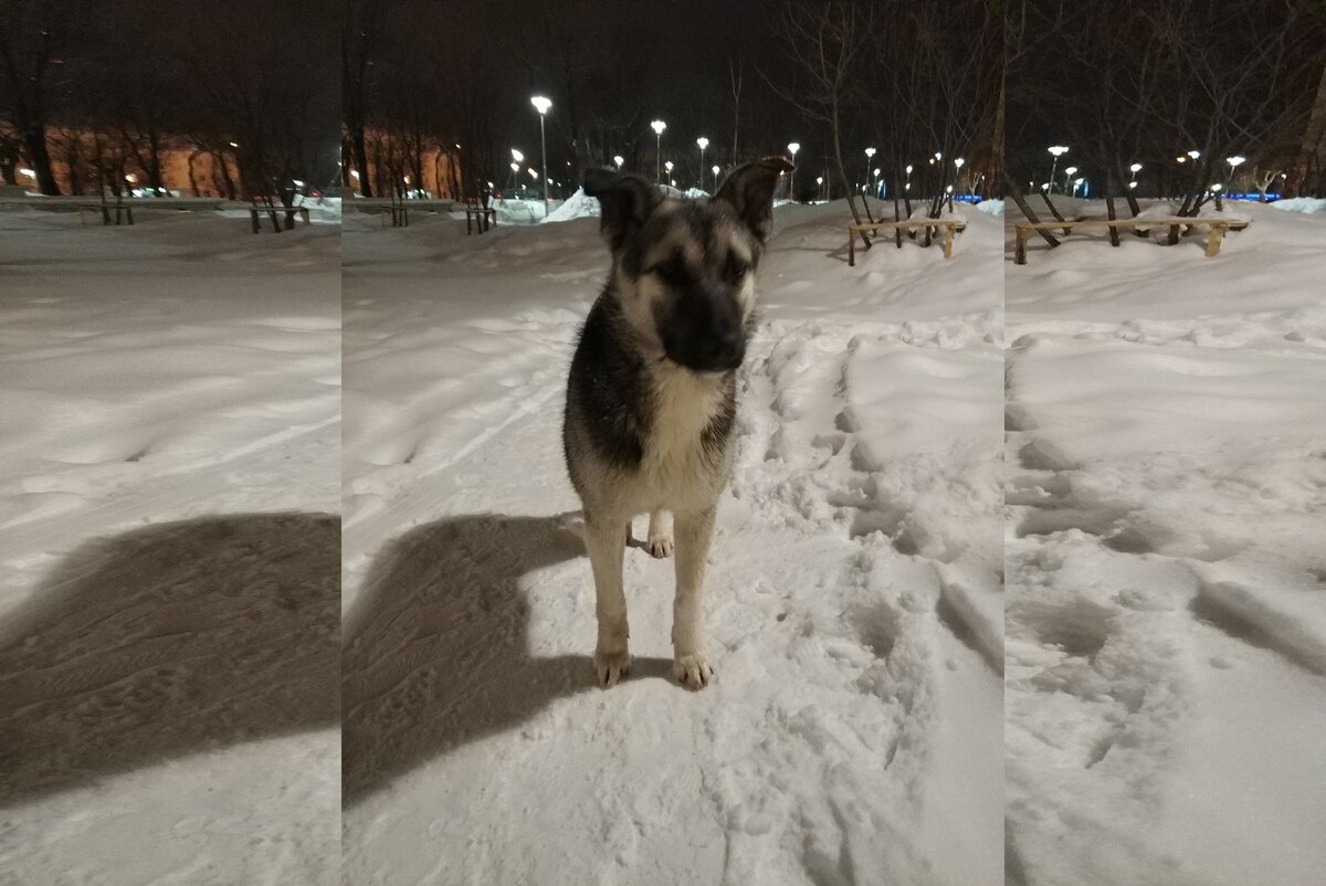 Дина, у себя в сквере, 27.02.2019 | Фото: Элла Н.