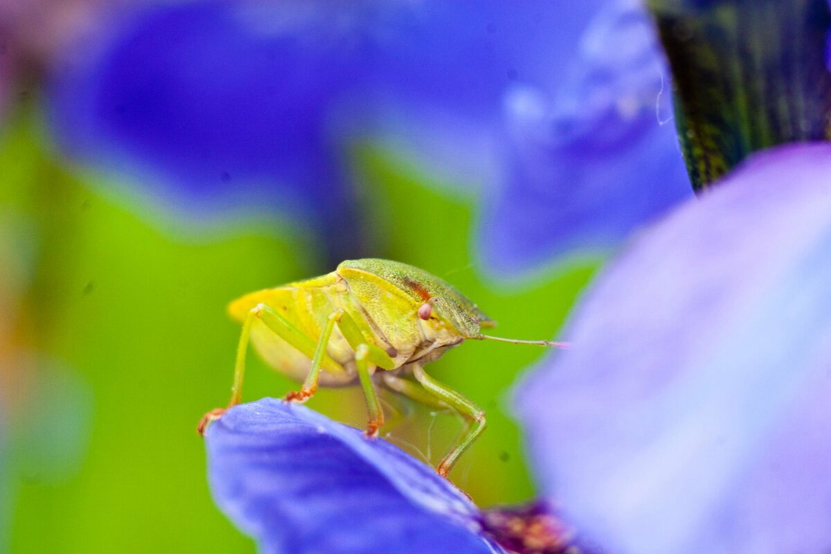 Canon 20d + Индустар 50-2 50/3,5 + удлинительные кольца 