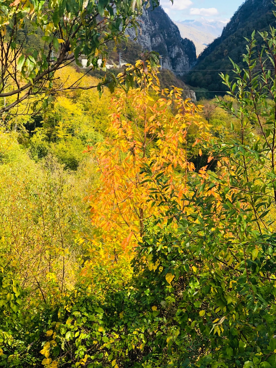 Яркий осенний пейзаж в горах по дороге в Красную Поляну