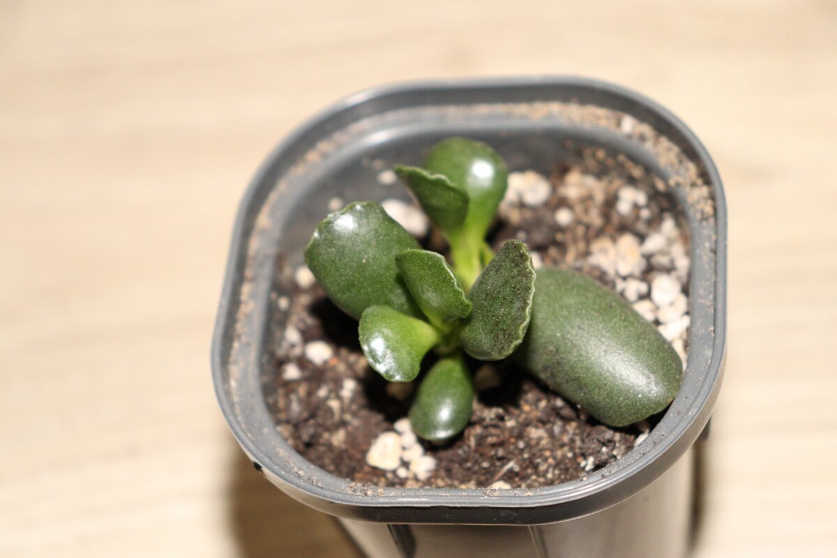 Личное фото