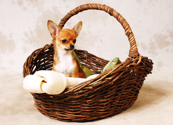 Чихуахуа: история, стандарты, характер, содержание