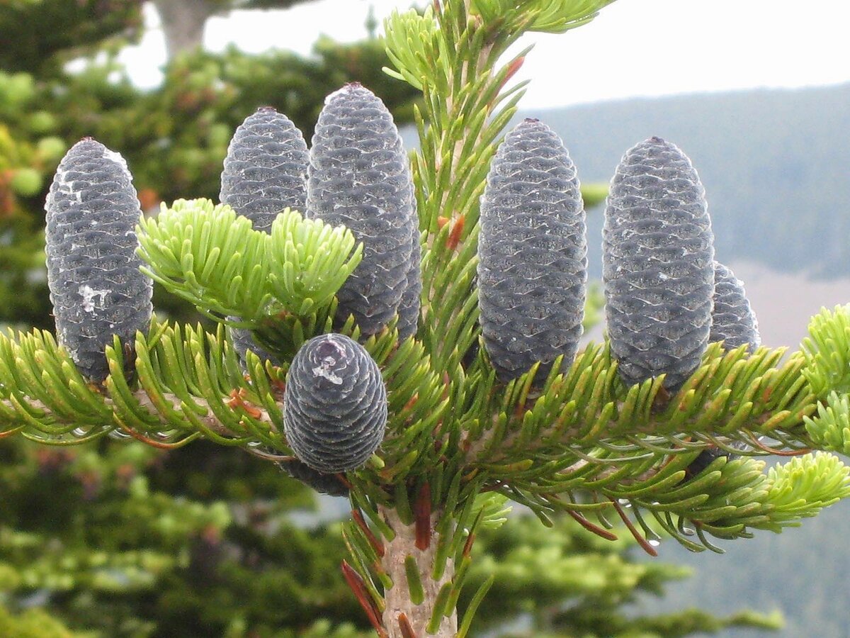 Пихта Кавказская (Abies nordmanniana)