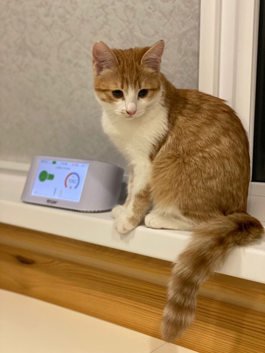 Кошачий корм, например.