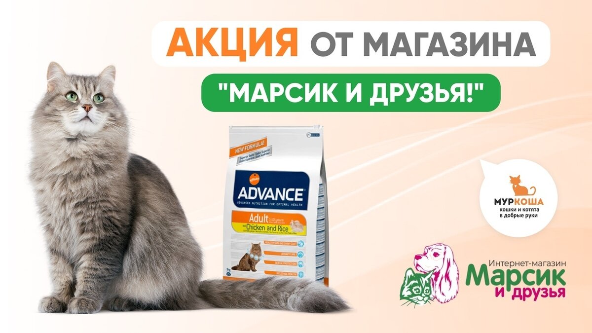 📣Внимание, акция помощи котикам «Муркоши»!😺 | Центр помощи кошкам  «Муркоша» | Дзен