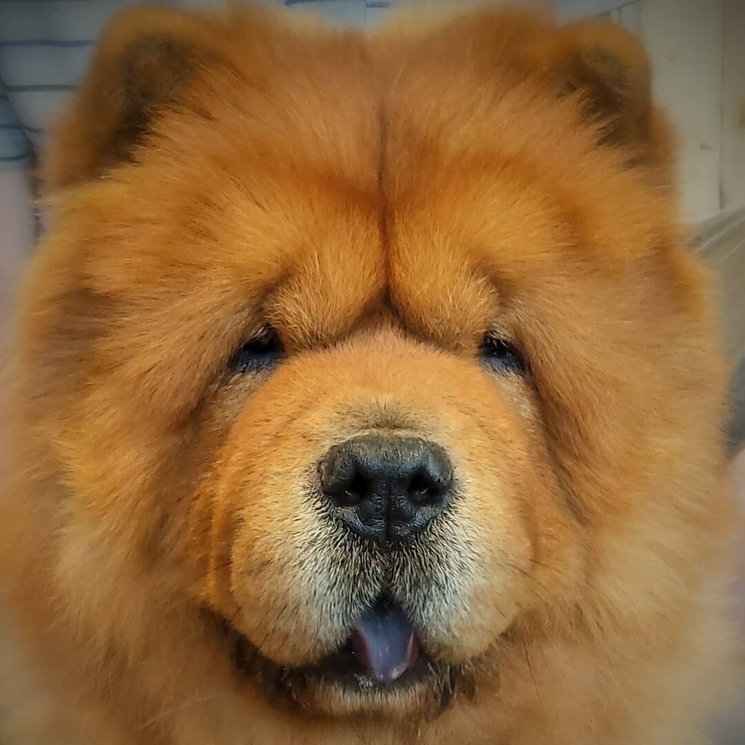 Китайская собака медвежонок
