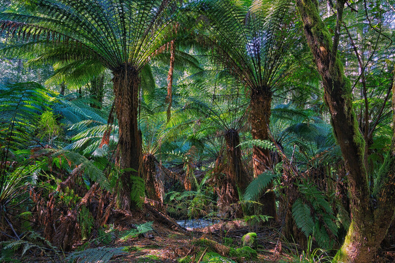 обитатели и растения влажных тропических лесов. эвкалиптовые леса субтропиков австралии. растения сельвы южной америки. древовидные папоротники австралии. эвкалиптовые леса субтропиков австралии.