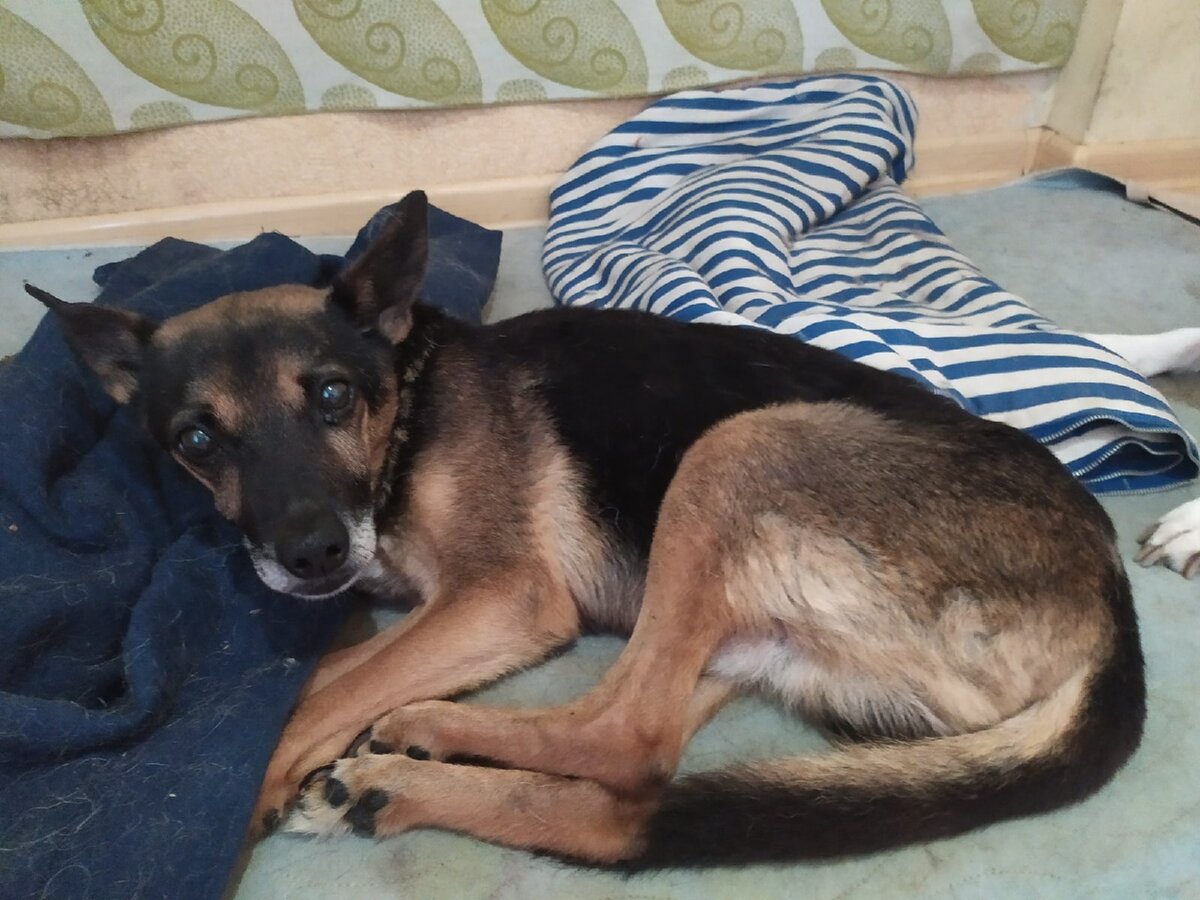 почему той терьер дрожит. мини той терьер видео. почему той терьер дрожит. карликовый той терьер. той терьер взрослый.