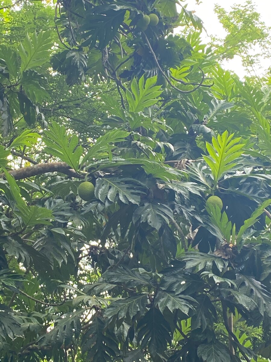 Хлебное дерево