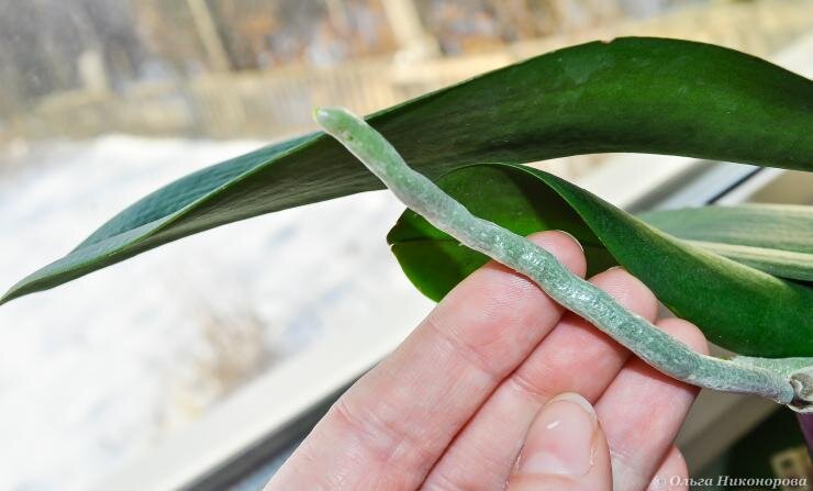 Здоровые корни должны быть сочными, зеленого цвета.