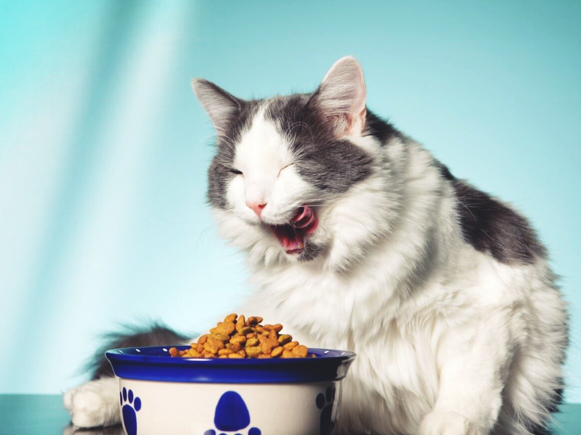 Почему кошка ест мало, но часто | Кошка.ru | Дзен