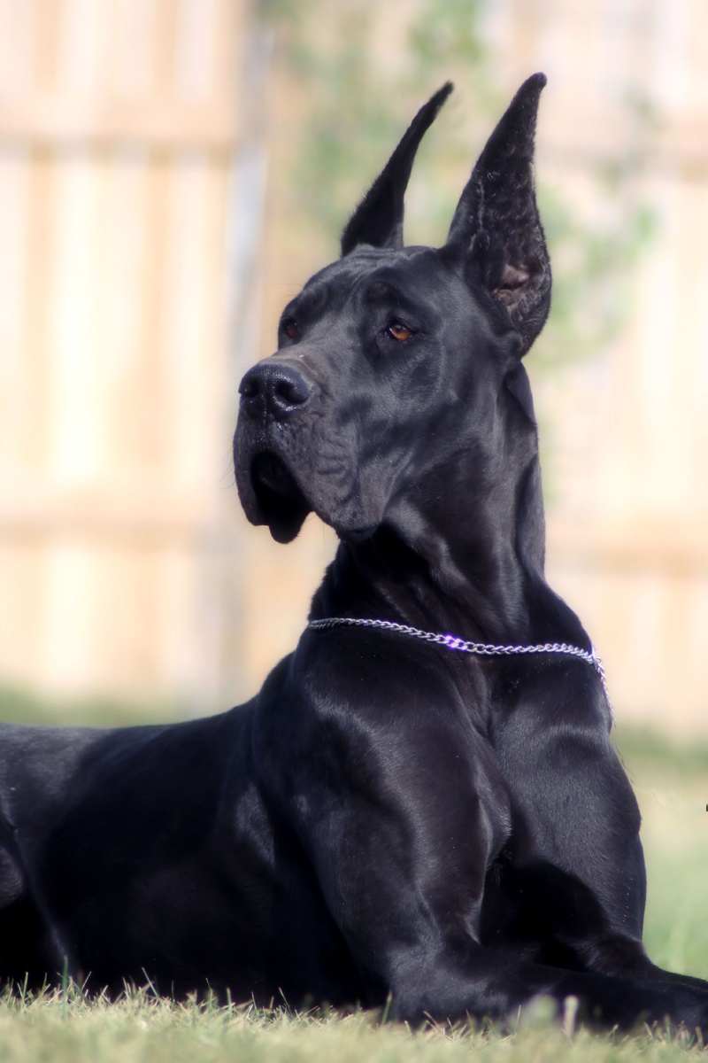 Немецкий дог.