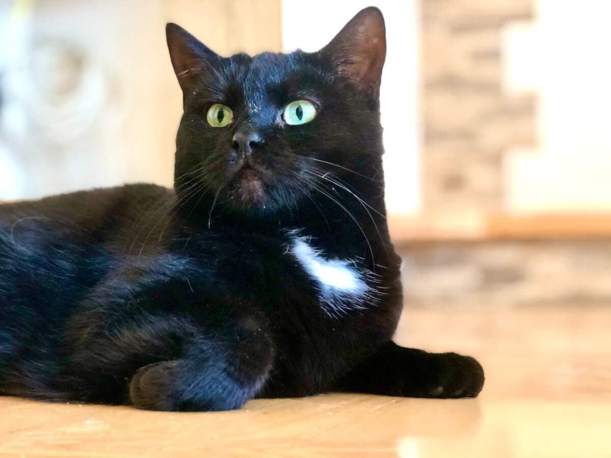 Моя гималайская пантерка