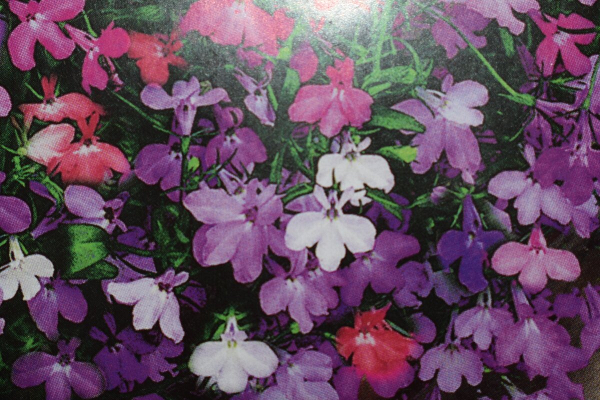 лобеля ампельная Каскад, высота 30-35 см