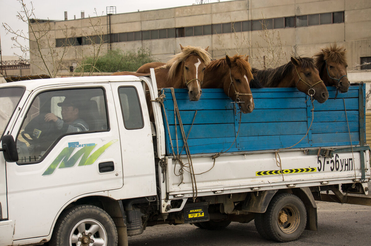 Коневоз коневозу тоже рознь... В таких самодельных редко перевозят, но ситуации бывают разные.