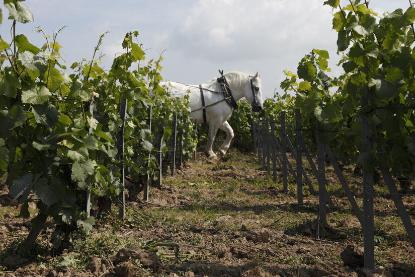 © Louis Roederer