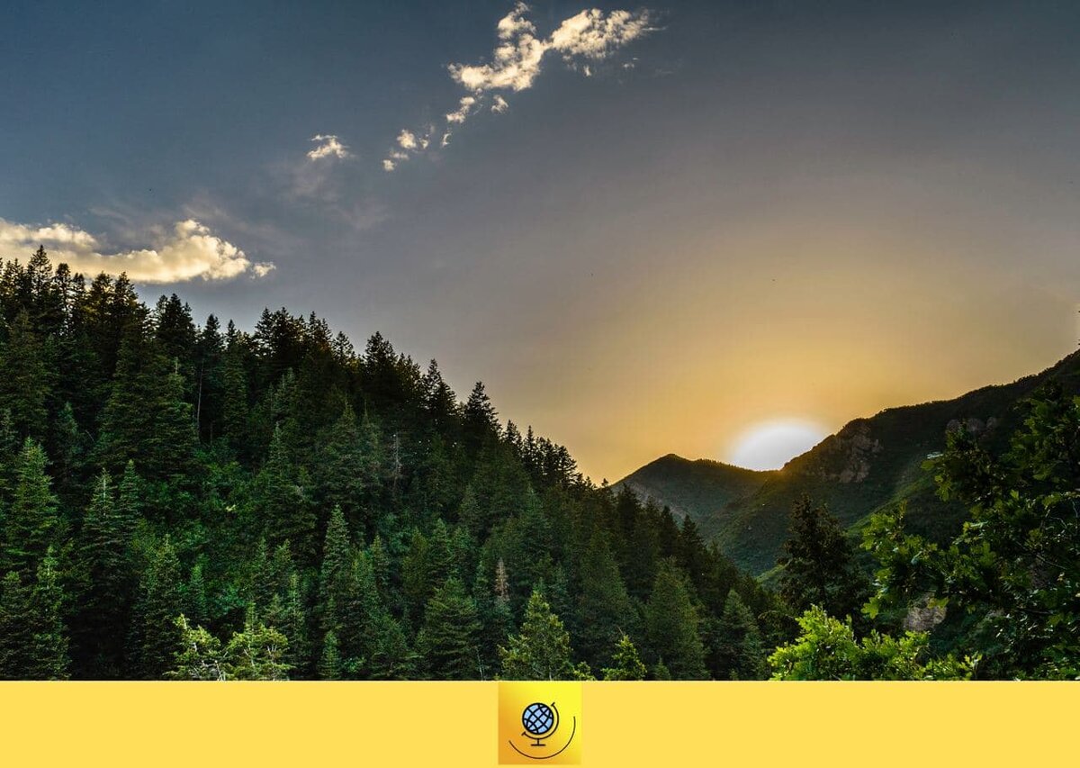 Более 20% всех деревьев мира — сибирские лиственницы