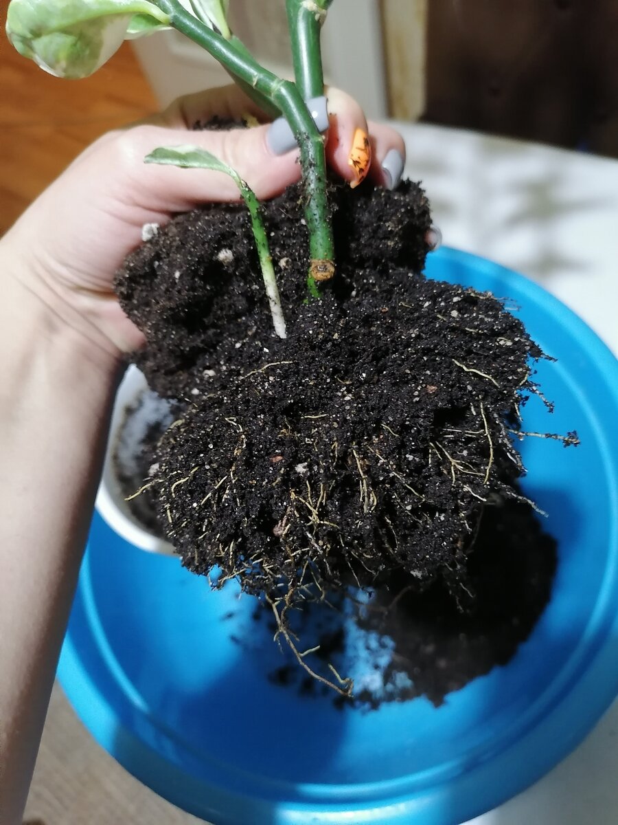 Ух ты, отросток, а я его не видела🧐