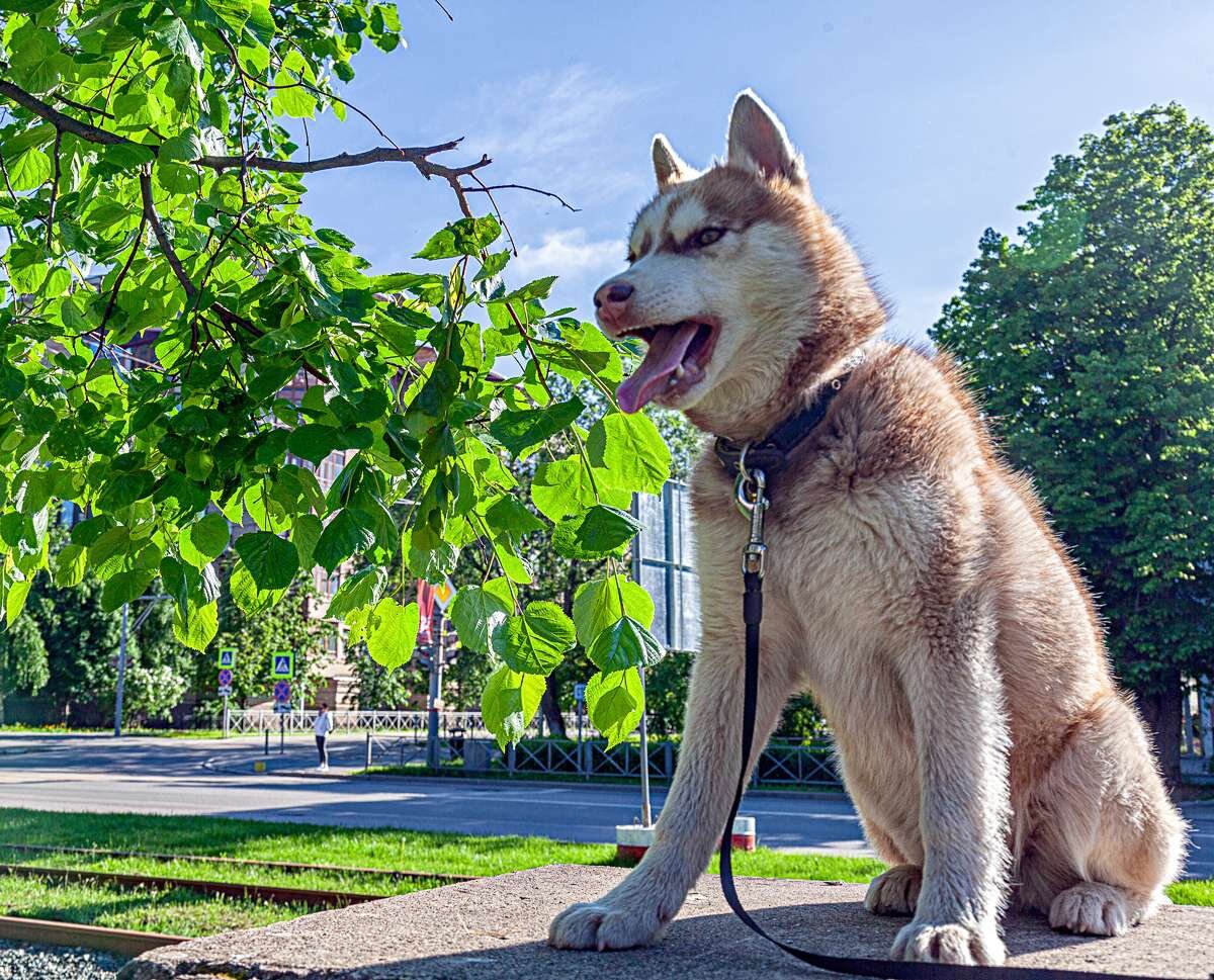 Хаски независимы, своенравны и умны