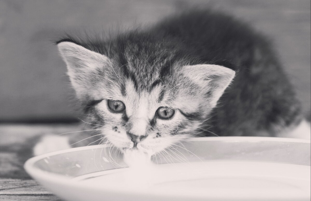 Фото (арт) найдено на просторах интернета. Если вы являетесь автором данного арта, пожалуйста напишите мне в личку для указания авторства или замены иллюстрации по вашему желанию. 