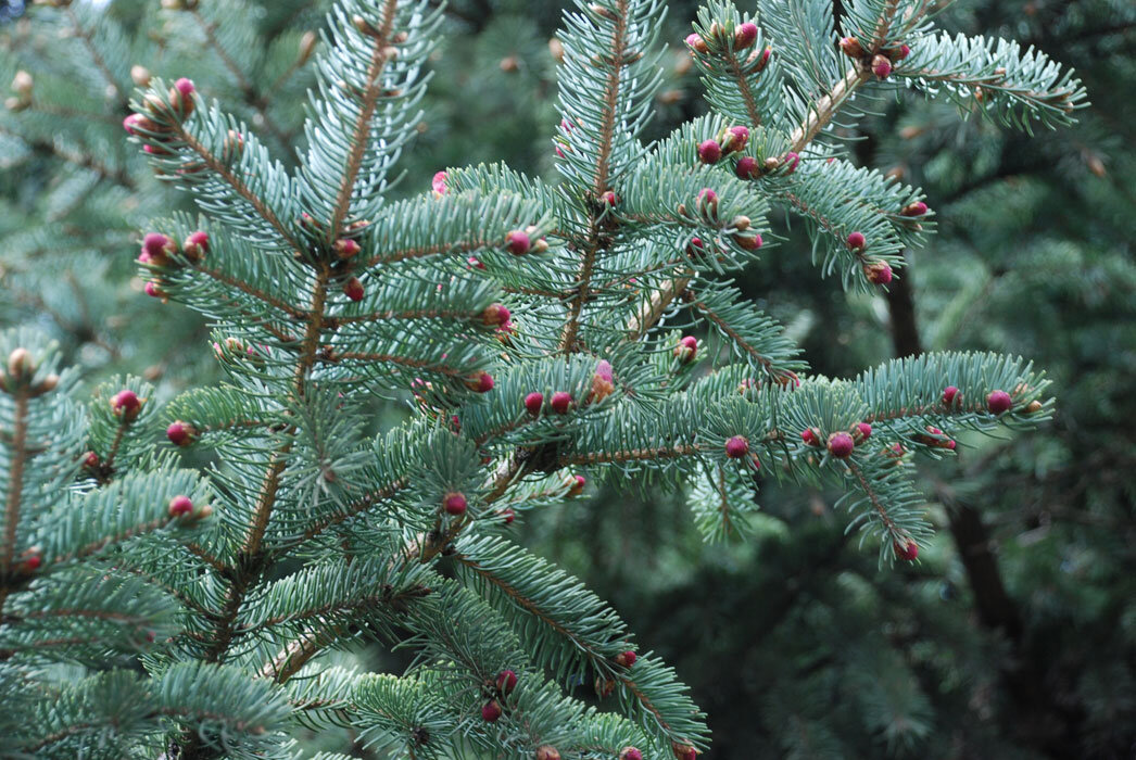 Медведь ель (Picea abies)