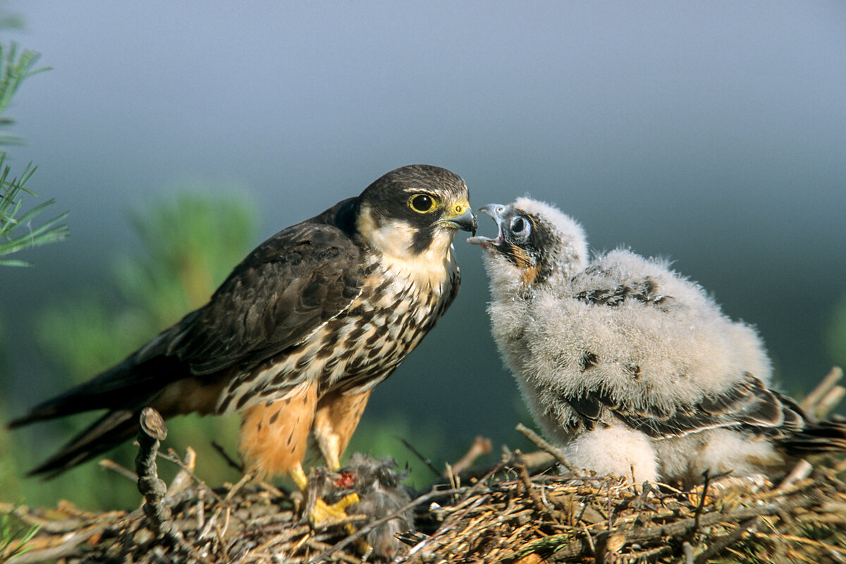 Сокол-чеглок кормит птенца...