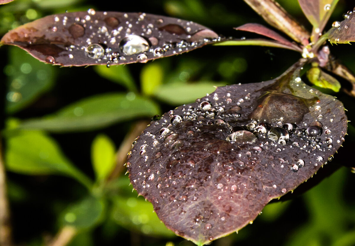Так и в мире все еле держится как эти капельки росы.