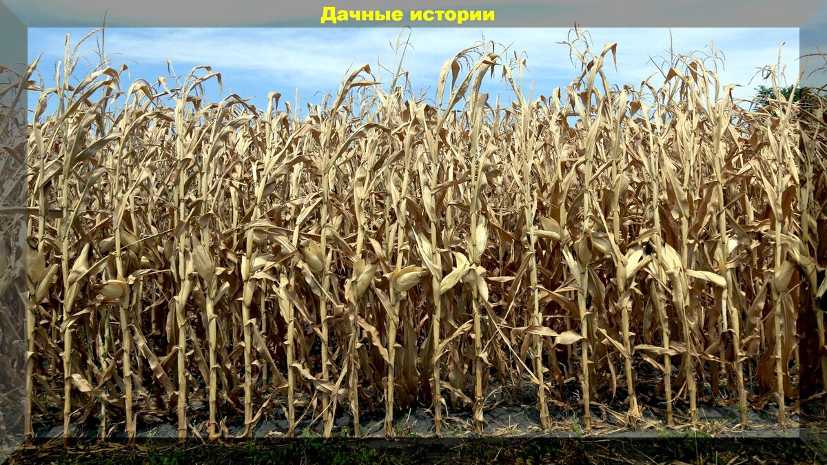 https://vk.com/photo-159774511_457247959