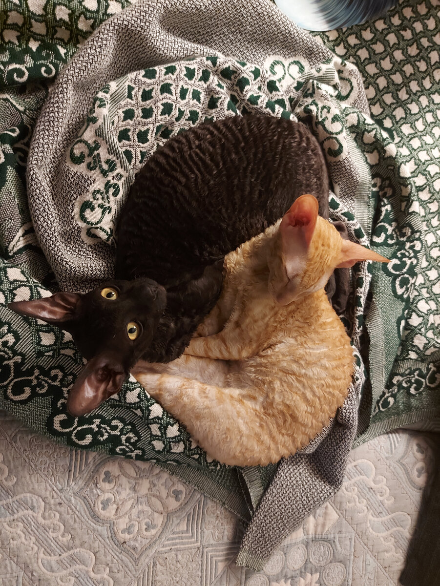 Кудрявые неразлучники 