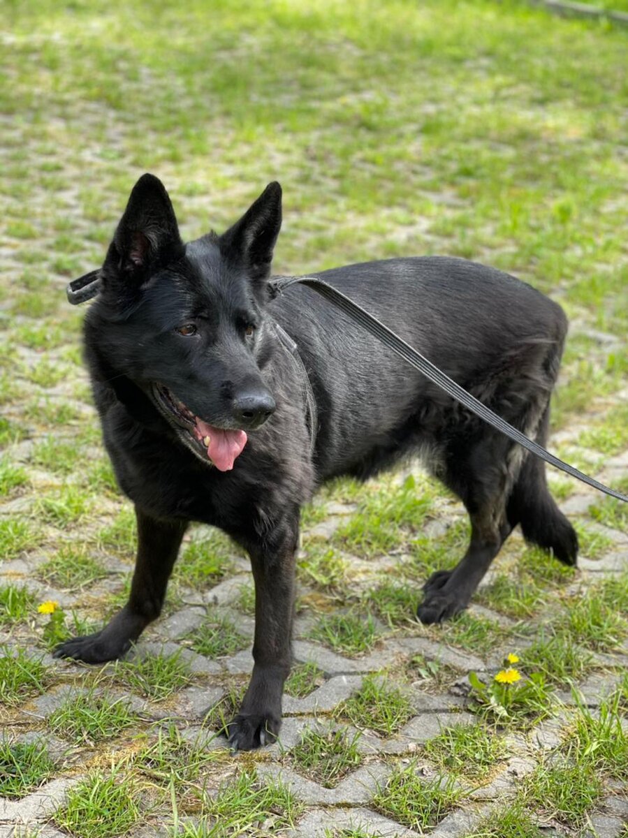 У хозяина была овчарка Рада, почти 8 лет...