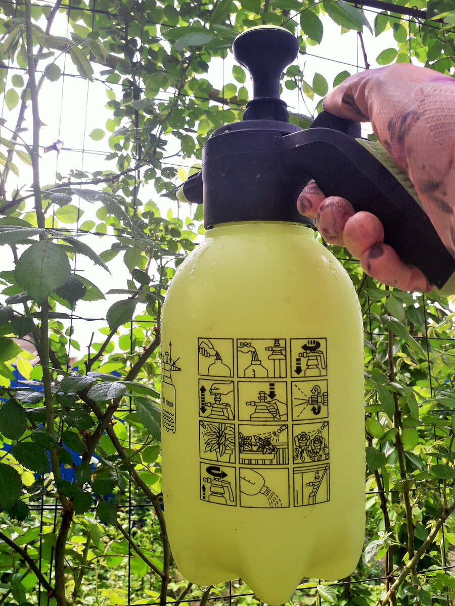 Кормлю свою плетистую розу - Камелот, её высота 6 метров... Потому плетистые розы лучше кормить под куст. 