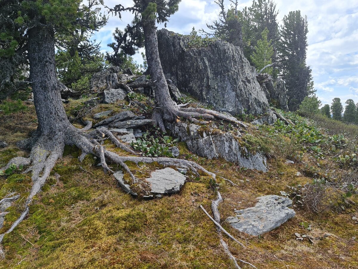 Кг место силы. Озеро Манас Алтай шаман. Кресло шамана Алтай. Хребет Куминские белки. Места силы в Тюменской области фото.