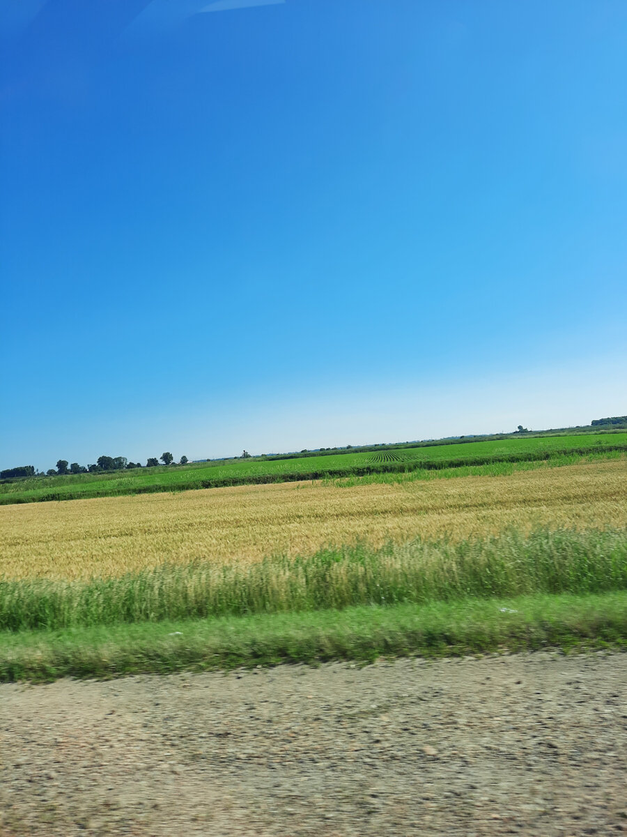 поля колосятся радуя своей зеленью