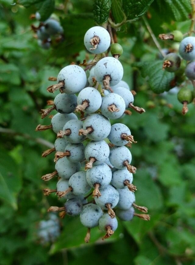 Плоды смородины. Фото из открытых источников для иллюстрации к тексту. 