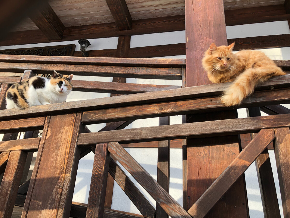 Котики тоже хотя себе дом.)