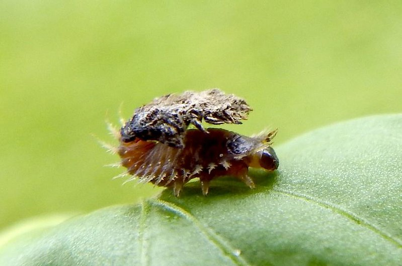 Вы не сможете облить меня какахами, если они меня защищают. 