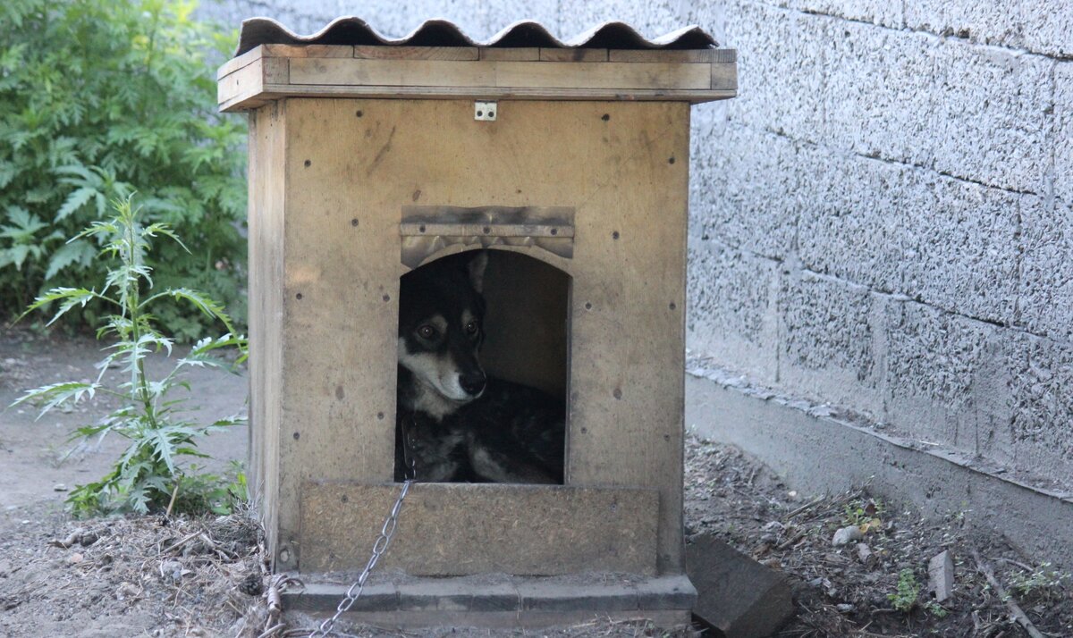 Скрепка в своём доме