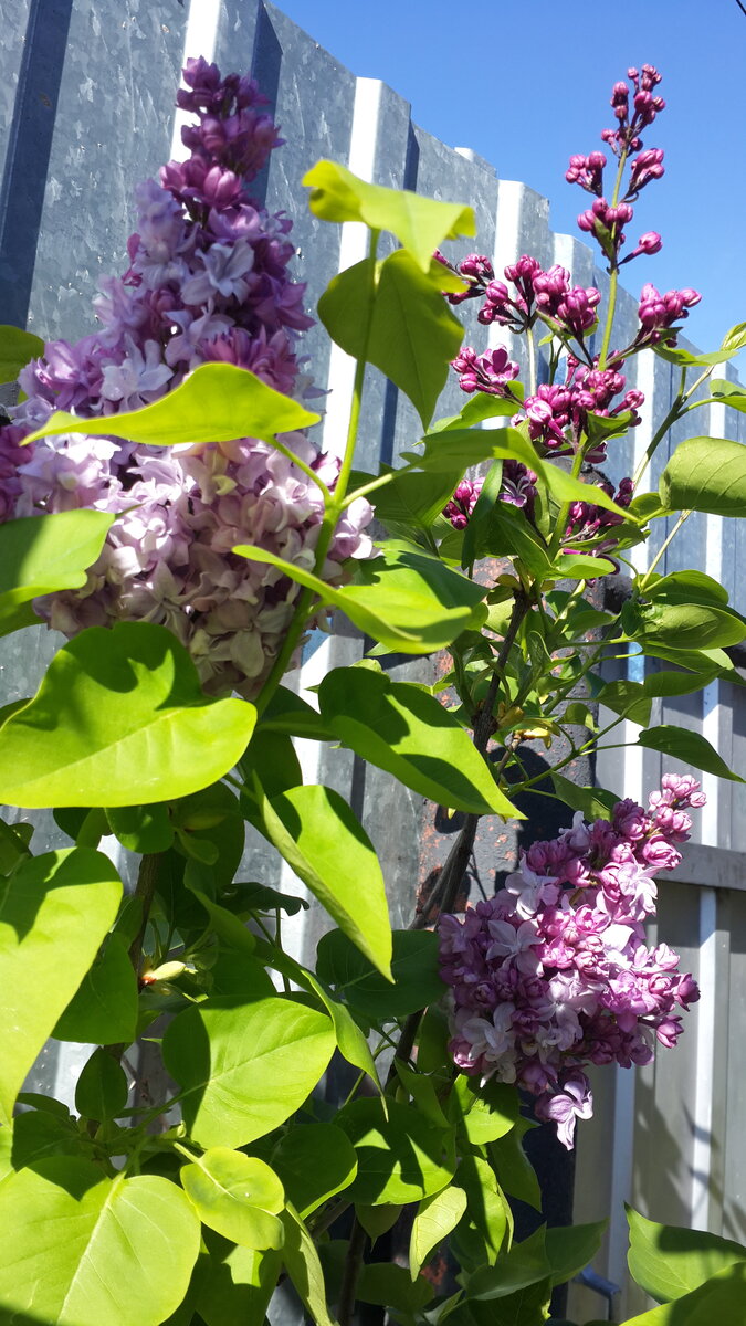 Сирень Мишель Бюхнер (Michel Buchner)