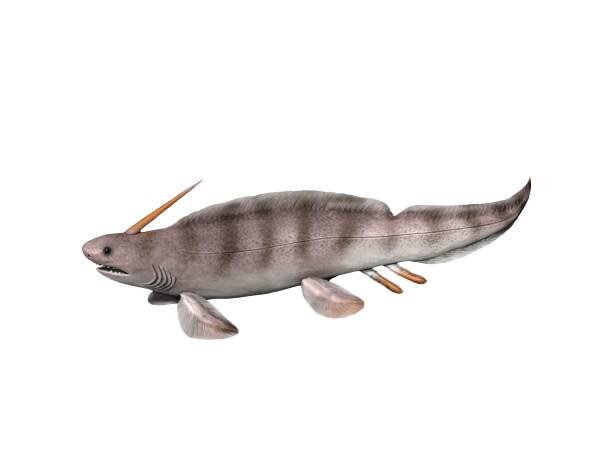 Реконструкция ксенаканта