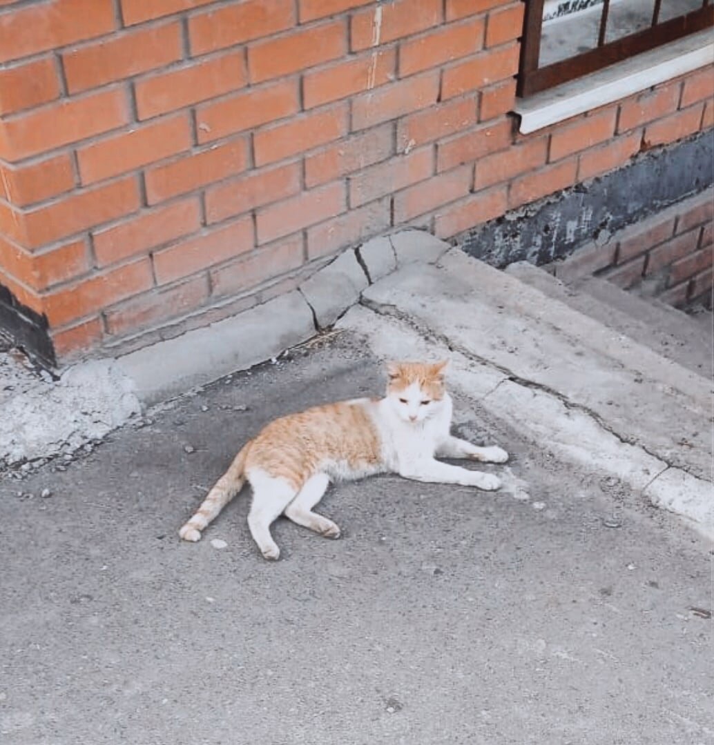 Сальвадорчик ищет дом!