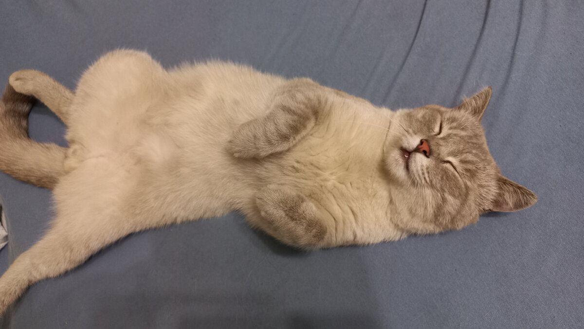 ну разве можно подумать что этот ангел способен насцать кому-то в кроссовки?? ах, что вы-что вы... это наверное опять Боня Дымок приходил, негодник серый!