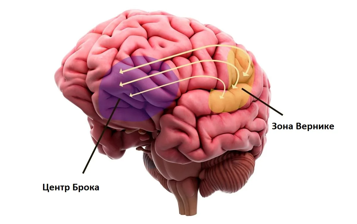 Связь мозга и языка картинка